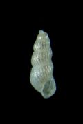 Chrysallida&nbsp;clathrata